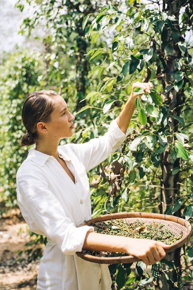 kahve toplayan kadın