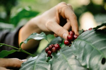 micro lot kahve