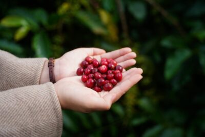 güney amerika kahveleri