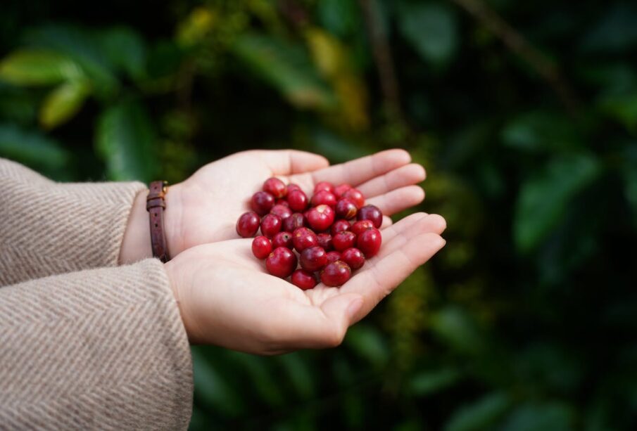 güney amerika kahveleri