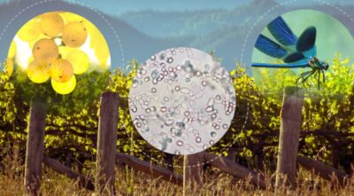 Terroir Nedir