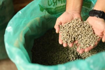 Yeşil kahve ne kadar süre taze kalır